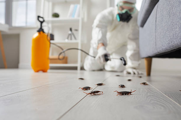 Affordable Termite Control solutions in Campbell, CA
